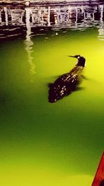 High angle view of turtle in lake