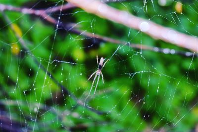 Close-up of spider on web