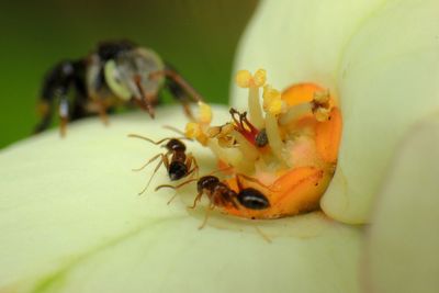 Close-up of ant on flower