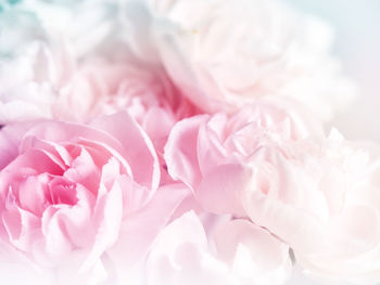 Close-up of pink rose bouquet