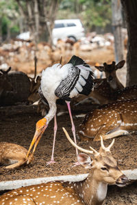 Close-up of birds on field