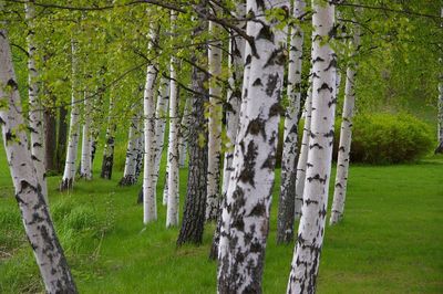 Birch trees growing on grassy field