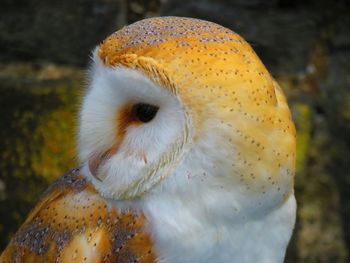 Close-up of rabbit