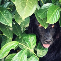 Black dog amidst leaves