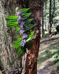 Close-up of purple flowering plant on tree trunk