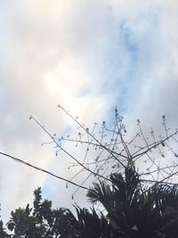 Low angle view of silhouette birds against sky