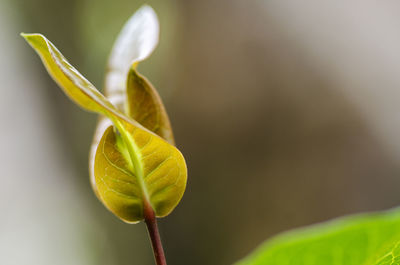 Close-up of yellow flower