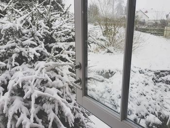 Trees seen through window during winter