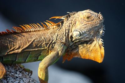 Close-up of a reptile on white background