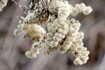 Close-up of snow on plant