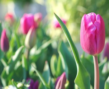 Close-up of pink tulip on plant