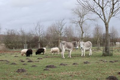 Animals grazing in a field