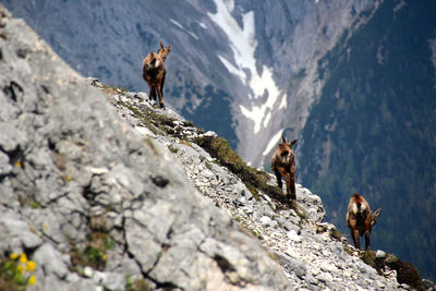 Low angle view of goats on mountain