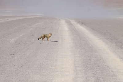 animal