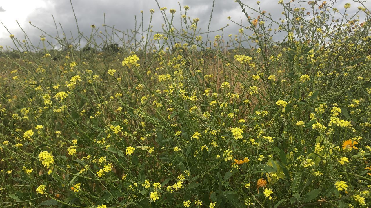 CLOSE-UP OF YELLOW FLOWERING PLANT ON FIELD