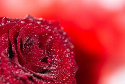 Close-up of red rose