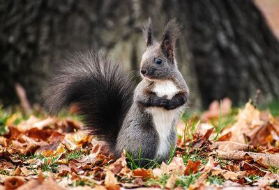 Close-up of squirrel on field