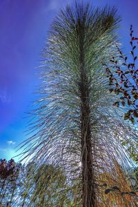 Low angle view of coconut palm tree against blue sky
