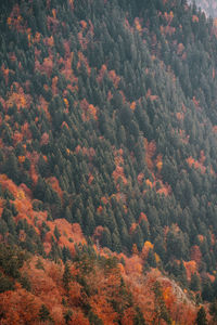 High angle view of pine trees in forest