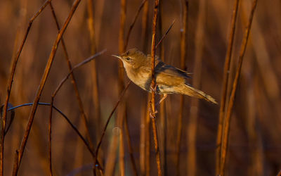 Close-up of bird perching on plant