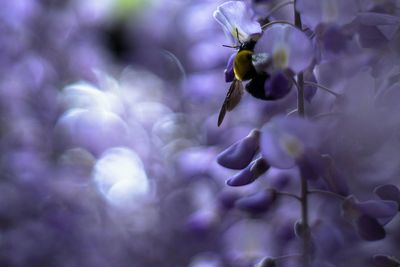 Close-up of purple flowers