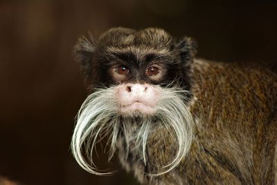 Portrait of monkey