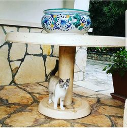 Cat sitting on floor