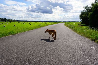 Rear view of fox walking on road against cloudy sky