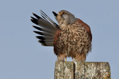 Low angle view of owl perching on wooden post against clear sky