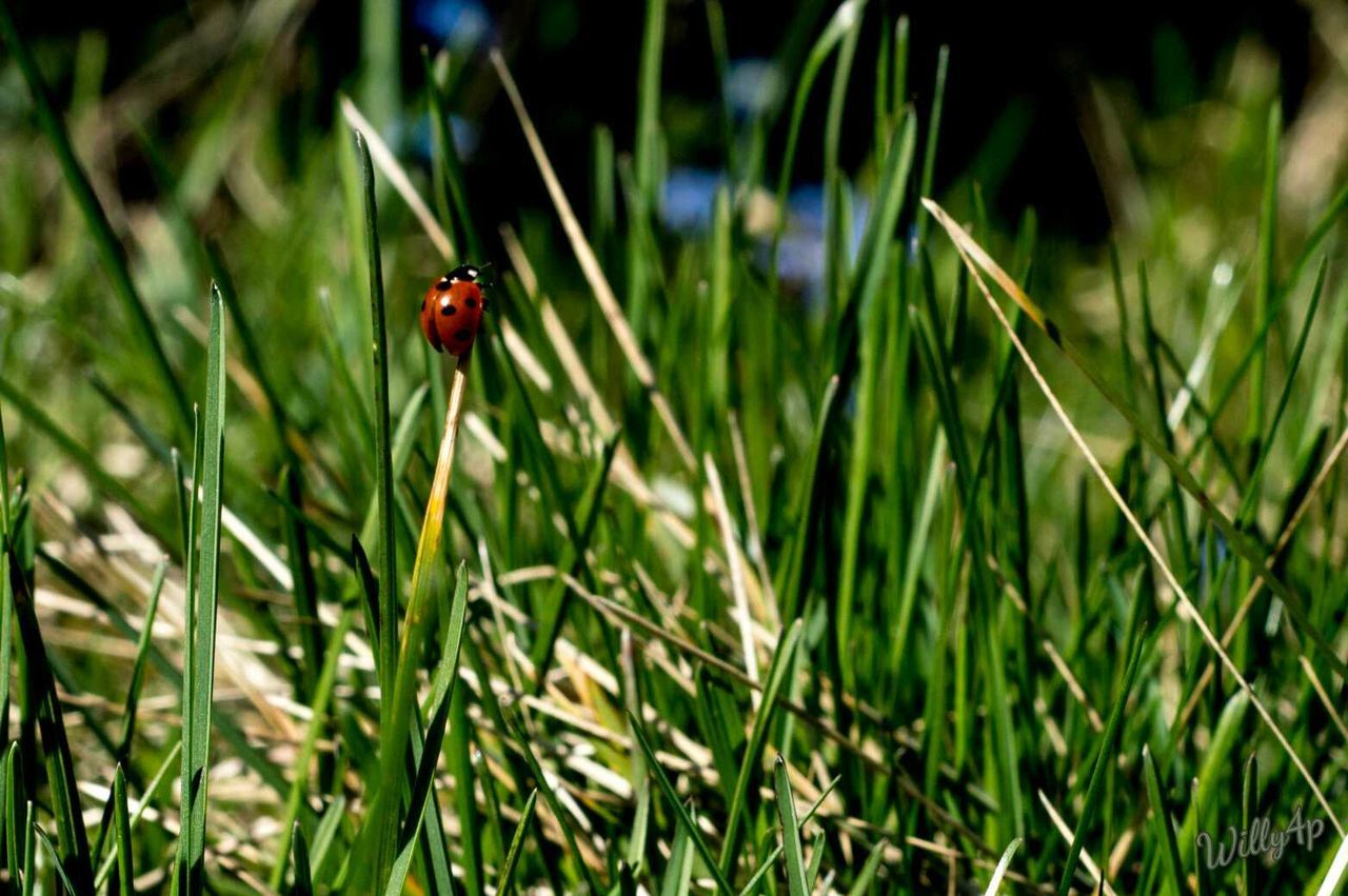 insect, animal themes, ladybug, one animal, animals in the wild, grass, nature, focus on foreground, plant, growth, beauty in nature, outdoors, no people, close-up, day