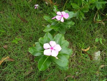 High angle view of pink flowering plants on land