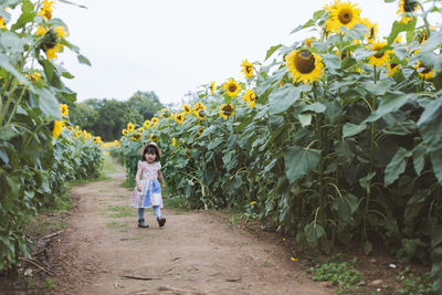Full length of girl walking amidst sunflowers