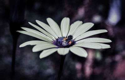Close-up of insect on flower