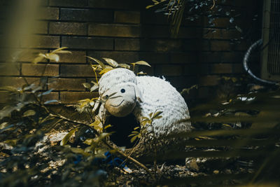 Close-up of animal skull
