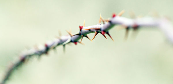 Close-up of clothespins on stem