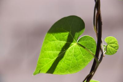 Close-up of green leaves