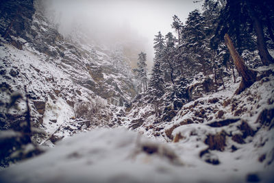 Snow covered land and trees in forest