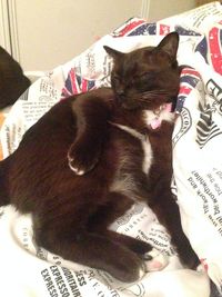 Cat sleeping on tiled floor