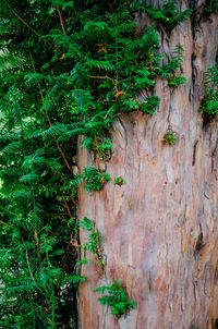 Close-up of ivy on tree