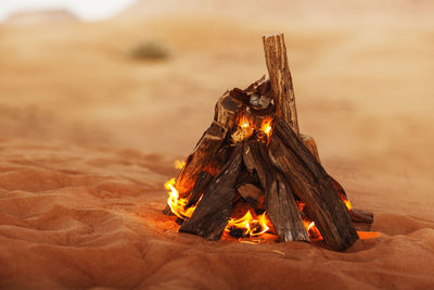 Bonfire on wooden logs at beach during sunset