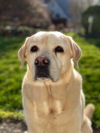 Close-up portrait of dog looking at camera