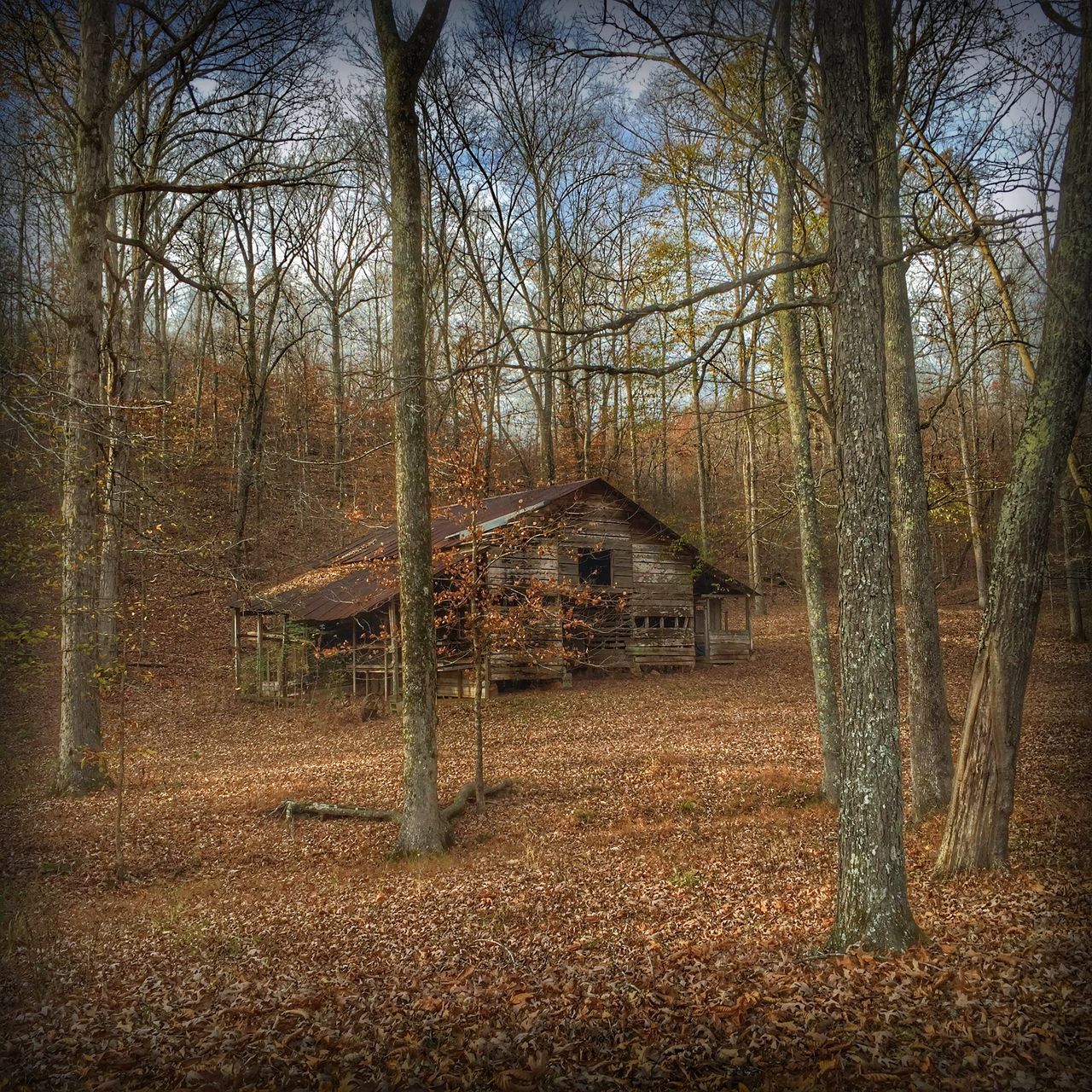 tree, architecture, built structure, building exterior, abandoned, house, bare tree, day, tree trunk, old, nature, window, no people, outdoors, growth, branch, sky, damaged, tranquility, obsolete