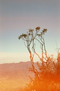 Scenic view of tree against sky during sunset