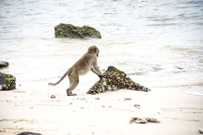 Side view of a monkey on the beach