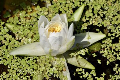 Close-up of white flowering plant