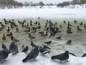 Flock of birds on frozen lake