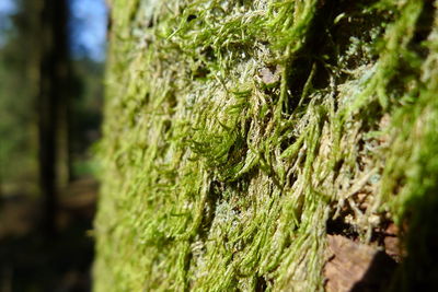 Close-up of moss growing on tree trunk