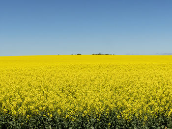 Scenic view of oilseed rape field against clear sky