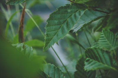 Close-up of green leaves