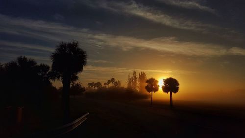 Silhouette of trees at sunset